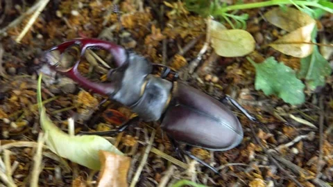 Stag beetle moves on the ground Stock Footage 237983654
