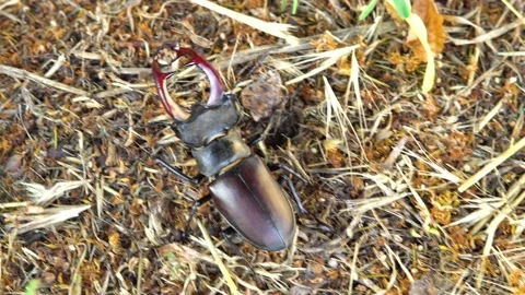 Stag beetle moves on the ground Stock Footage 237983687