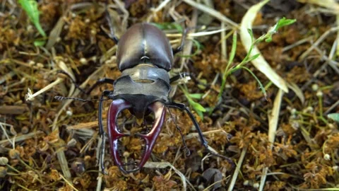 Stag beetle moves on the ground Stock Footage 237983705