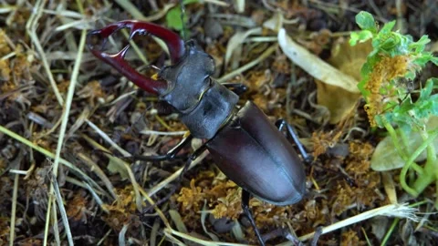 Stag beetle moves on the ground Stockbeeldmateriaal 237983708