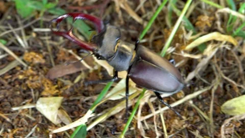 Stag beetle moves on the ground Stock Footage 237983719