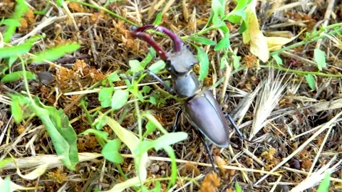 Stag beetle moves on the ground Stock Footage 237983748