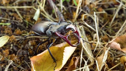 Stag beetle moves on the ground Stock Footage 237983758