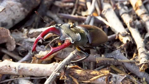 Stag beetle moves through the forest Stock Footage 237982781