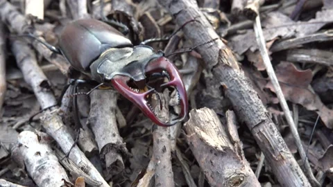 Stag beetle moves through the forest Stock Footage 237982813