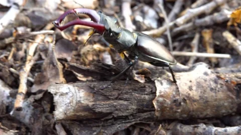 Stag beetle moves through the forest Stock Footage 237982830