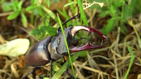 Stag beetle moving through green grass Stockbeeldmateriaal 237983782