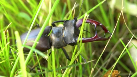 Stag beetle moving through green grass Stock Footage 237983787