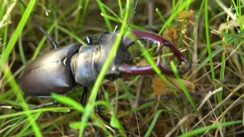 Stag beetle moving through green grass Stock Footage 237983803