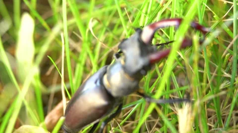 Stag beetle moving through green grass Stock Footage 237983820