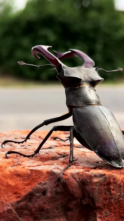 Stag beetle near the road with passing cars in the background. Stag beetle in Stock Footage 311468172