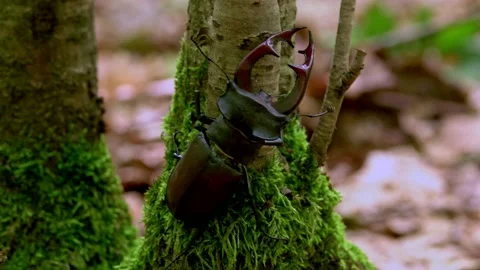 Stag beetle in an oak forest. Closeup. Видео 157103264