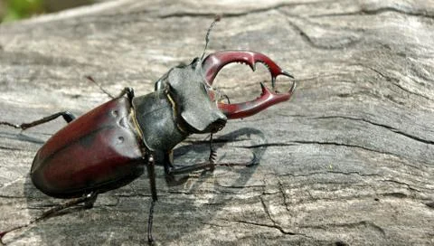 Stag beetle on the old tree. close up. Stock Photos