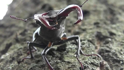 Stag beetle or Lucanus cervus threateningly raises horns mandibles Stock Footage 71479738