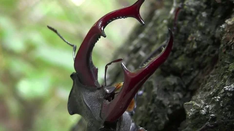 Stag beetle or Lucanus cervus shows aggression. Head, antlers mandibles closeup Stock Footage 71480031