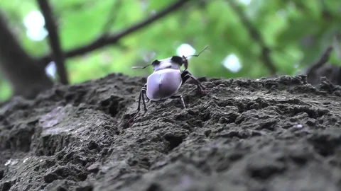 Stag beetle or Lucanus cervus climbs on the oak bark to the tree top Stock Footage 71890762