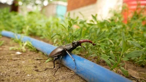 Stag beetle overcome obstacles on a grass Video stock 77766489