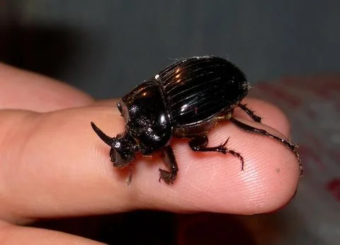 Stag beetle on a palm Stock Photos