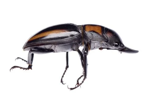 Stag beetle Stock Photos