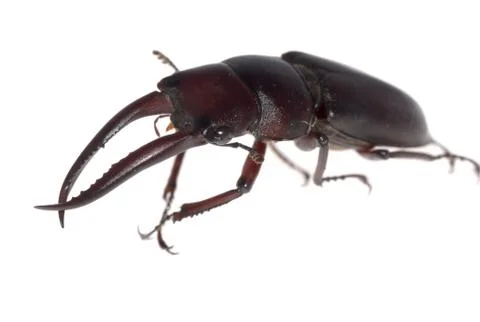  	stag beetle Foto stock