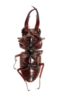  	stag beetle Stock Photos