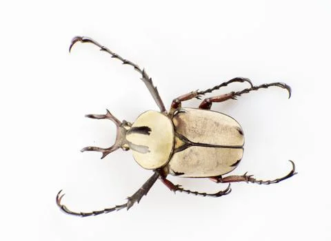 Stag beetle Stock Photos