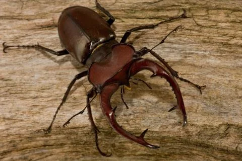Stag Beetle Stock Photos