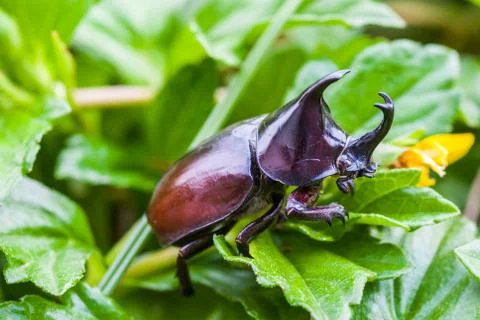 Stag beetle Stock Photos