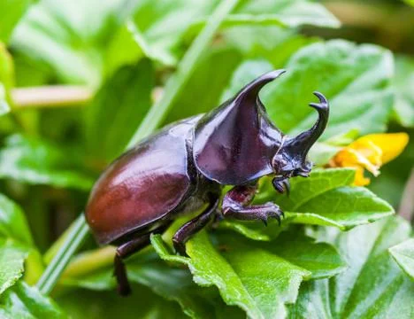 Stag beetle Stock Photos