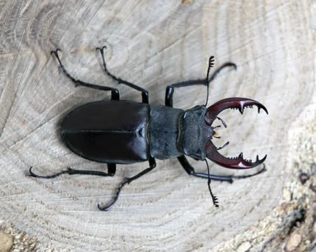 Stag-beetle Stock Photos