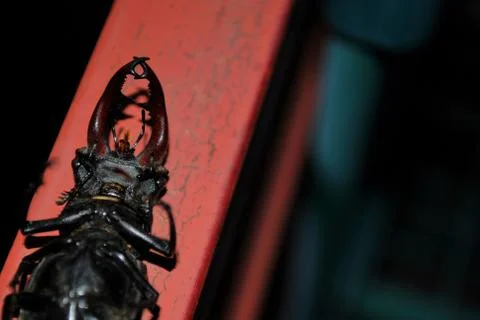 Stag-beetle Stock Photos