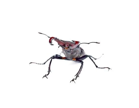 Stag-beetle Stock Photos