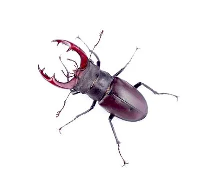 Stag-beetle Stock Photos