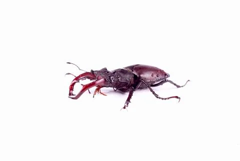 Stag-beetle Stock Photos