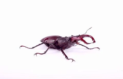 Stag-beetle Stock Photos
