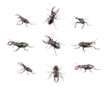 Stag- beetle Stock Photos