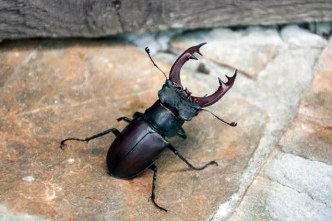 Stag-beetle Stock Photos