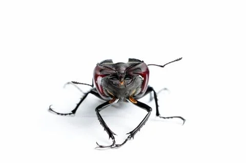 Stag beetle Stock Photos