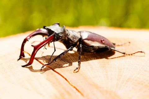 Stag beetle Stock Photos