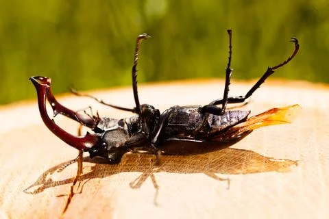 Stag beetle Stock Photos