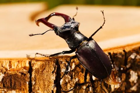 Stag beetle Stock Photos