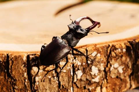 Stag beetle Stock Photos