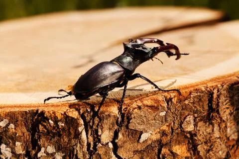 Stag beetle Stock Photos