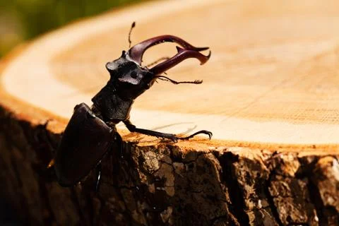 Stag beetle Stock Photos