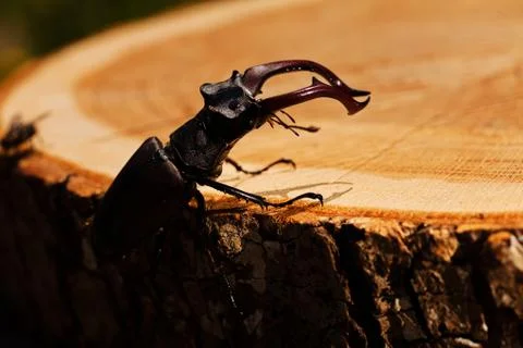 Stag beetle Stock Photos