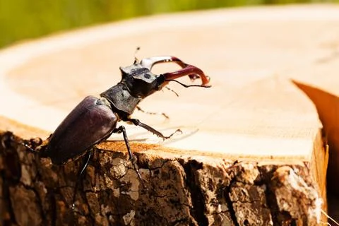 Stag beetle Stock Photos