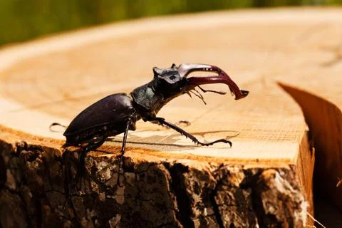 Stag beetle Stock Photos