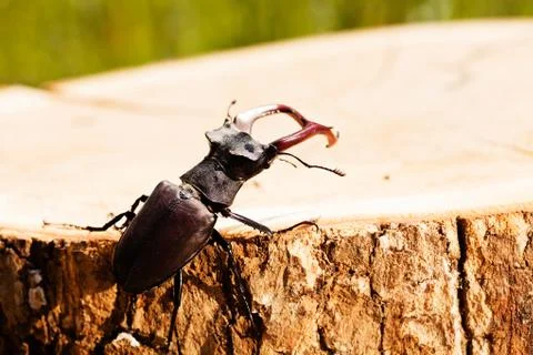 Stag beetle Stock Photos