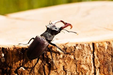 Stag beetle Stock Photos