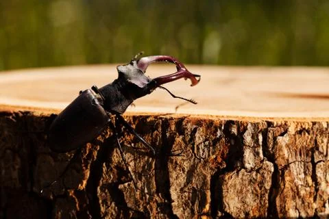 Stag beetle Stock Photos